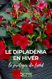 Les plus belles variétés à planter en haie fleurie, en massif ou en isolé, pour l'ombre ou le soleil. Dipladenia En Hiver Comment Le Proteger Du Froid Nos Conseils