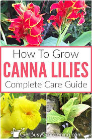 Bloom sequence cannas can bloom several times during the summer and early fall, with the first flush occurring in mid summer, depending on climate and weather conditions. Canna Lily Care Guide Complete Guide For How To Grow Canna Lilies