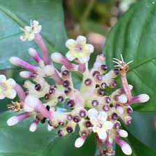 Image result for Chassalia parvifolia