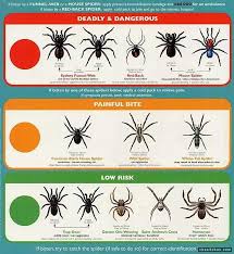 33 exhaustive brown spider identification chart