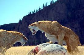 Les Origines Des Felins Sauvages Prehistoric Animals Prehistoric Wildlife Prehistoric Creatures