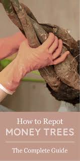 This minimizes root injury during soil removal. The Complete Guide To Repotting Money Trees The Healthy Houseplant