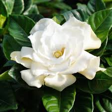 Image result for Gardenia imperialis