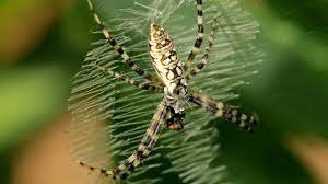 The spiders weave them at night, ready for a day of catching common garden insects like flies, wasps and butterflies. Black And Yellow Garden Spider Capturing Prey Youtube