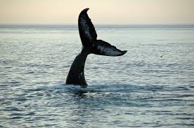 With more than 18 yarmouth port trails covering 91 miles, you're bound to find a perfect trail like the old colony nature pathway or bridle trail. Tale Of The Whale Tail At The Inn At Cape Cod