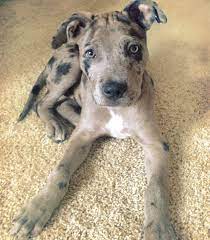 Catahoula Pitbull Mix Puppies For Sale Pitbull Mix Puppies Puppies Catahoula Leopard Dog
