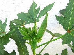 オクラ栽培 育て方のコツ 種まきのポイントと植え付けの時期とは 暮らし の