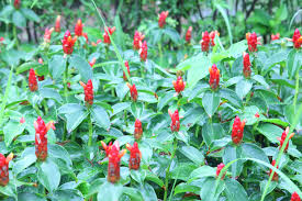 Proper site preparation ensures years of growth and once established they will not alpinia 'sunspice' variegated shell ginger is very drought tolerant. Know Your Gingers