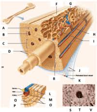 It can be found under the periosteum and in the diaphyses of long bones, where it provides support and protection. Compact Bone Human Anatomy Quiz Quizizz