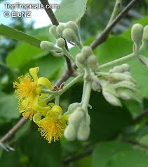 Image result for Grewia herbacea