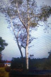 Image result for Terminalia mollis