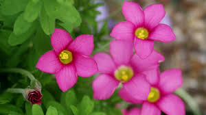 Image result for Oxalis semiloba