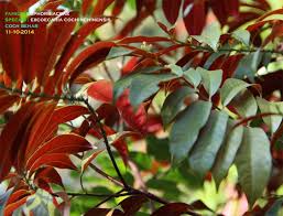 Image result for Excoecaria bussei