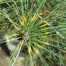 Image result for Hunteria densiflora