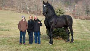 清水みちる on twitter percheron horses giant animals horses