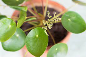 #ufopflanze instagram videos and photos. Pilea Wissenswertes Zur Blute Der Ufopflanze