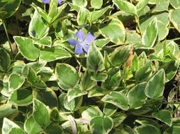 Image result for Vinca major