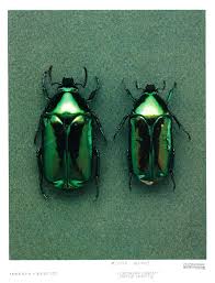 Black Beetles In The City Am I A Beetle Yet Beetles Insects Bugs Emeraldgreen Green Beetle Shades Of Green Green Aesthetic
