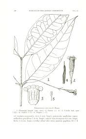 Image result for Cassipourea mollis