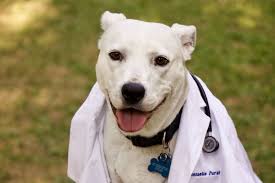 Find 3 listings related to west side pet clinic in wichita on yp.com. West Side Pet Clinic Reviews Ratings Veterinarians Near 1245 Niagara St Buffalo Ny