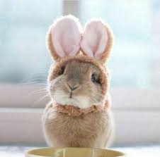 It S The Easter Bunny Cute Animals Cute Baby Animals Baby Animals