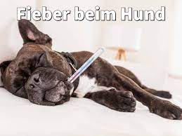 Fieber stellt bei einem hund genauso wie bei einem menschen nur ein symptom einer erkrankung dar. Ab Wann Hat Ein Hund Fieber Erkennen Messen Und Senken