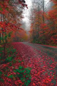 Esta temporada otoño invierno 2015. Ruta A La Patagonia Google Paisaje De Otono Hermosa Naturaleza Paisajes