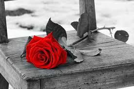 Belle Rose Amour Musique Rose Tache De Couleur Photo Noir Et Blanc