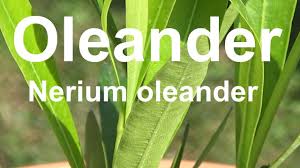 Der mediterrane flair auf deutschen terassen, er kann nicht nur durch zitrusgewächse und olivenbäumchen entstehen. Oleander Schneiden Uberwintern Tipps Zum Kaufen Vermehren Pflegen