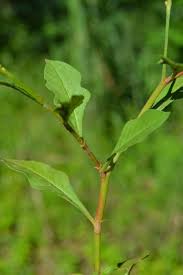 Image result for Oxygonum