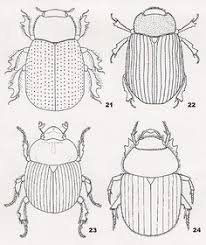 Coloring Pages For Kids Egypt Dung Beetle Scarab Colouring Pages Page 2 Insect Art Bug Art Art For Kids