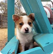 Review how much cardigan welsh corgi. Greenfield Wi Cardigan Welsh Corgi Meet Mia A Pet For Adoption