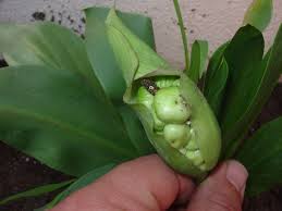 Thrives in both full sun and partial shade. What To Do With Calla Lily Seeds Ubc Botanical Garden Forums