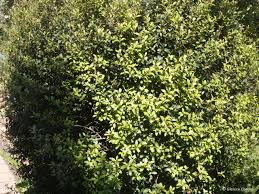 Image result for Glenniea africana