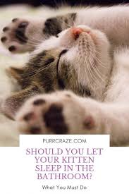 It involves a vet giving your cat a large overdose of an anaesthetic agent that will simply cause the cat to lose consciousness and pass away very rapidly. Should You Let Your Kitten Sleep In The Bathroom Purr Craze