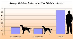 mini goldendoodle vs mini labradoodle which is right for