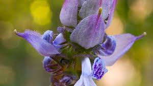 Image result for Coleus caninus