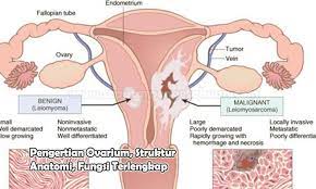 Pengertian Ovarium Struktur Anatomi Fungsi Anatomi Membaca