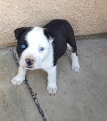 Pitbull and boston terrier mix puppy barks at parents. Pitbull Siberian Husky Mix Puppies Off 74 Www Usushimd Com