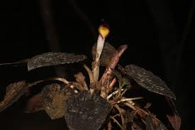 Image result for Cryptocarya transvaalensis