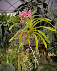 Image result for Vandellia subracemosa
