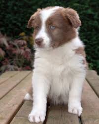 Small Dogs That Don T Shed Want A Pint Sized Pup That Also Leaves Behind A Petite Pile Of Hair D Dog Breeds That Dont Shed Dog Breeds Medium Medium Sized Dogs