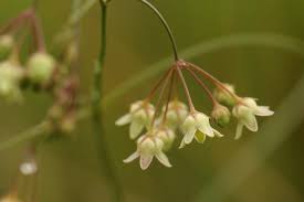 Image result for Sisyranthus imberbis