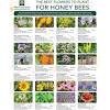 Here are tips for luring bees to your garden and lists of good plant choices for bees. 1