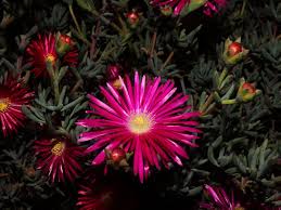 Image result for Lampranthus spp.