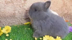 Tout Savoir Sur Les Lapins Nains Duree De Vie Prix Alimentation