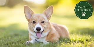 The name corgi is derived from the welsh words cor and ci (which is mutated to 'gi'), meaning dwarf and dog, respectively. Pembroke Welsh Corgis Temperament Size Life Expectancy