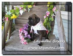 See more ideas about boxer puppies, boxer, boxer dogs. Puppies Laymani Boxers
