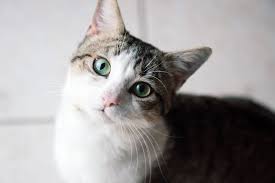 But sometimes this little eye candy how to spot the third eyelid: Signs Your Cat May Have An Eye Infection Causes Symptoms Treatment Prevention Daily Paws