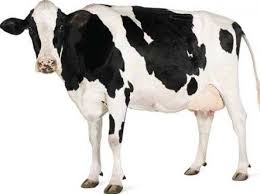 6:43 القناة الرسمية الشيخ ثامر مبارك العامر 178 634 просмотра. Ø§Ù„Ø¨Ù‚Ø±Ø© ÙÙŠ Ø§Ù„Ù…Ù†Ø§Ù… ØªØ´ÙŠØ± Ø§Ù„Ù‰ Ø§Ù„Ø®ÙŠØ± ÙˆØ§Ù„Ø±Ø²Ù‚ Ø£Ùˆ Ø§Ù„ÙÙ‚Ø± ÙˆØ§Ù„Ø®Ø³Ø§Ø±Ø© Ø¬Ù„ÙˆØ±ÙŠ Ù†ÙˆØª